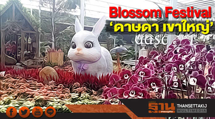 Blossom Festival ‘ดาษดา เขาใหญ่’ Blossom Festival ‘ดาษดา เขาใหญ่’