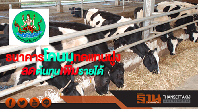 กรมส่งเสริมสหกรณ์ชี้ธนาคารโคนมทดแทนฝูงช่วยลดต้นทุนเพิ่มรายได้ กรมส่งเสริมสหกรณ์ชี้ธนาคารโคนมทดแทนฝูงช่วยลดต้นทุนเพิ่มรายได้