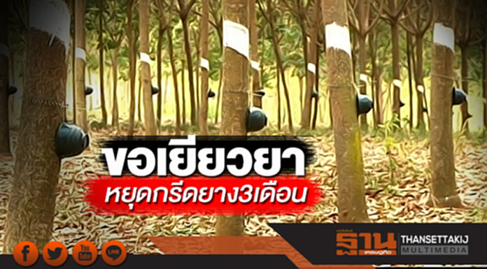 ขอเยียวยาหยุดกรีดยาง3เดือน สำนักงบฯโบ้ยใช้เงินกยท.จ่ายชดเชย3,200ล้าน ขอเยียวยาหยุดกรีดยาง3เดือน สำนักงบฯโบ้ยใช้เงินกยท.จ่ายชดเชย3,200ล้าน