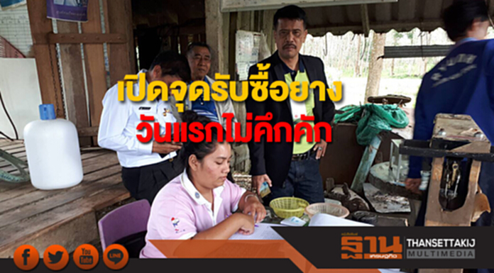 เปิดจุดรับซื้อยาง 3 จังหวัดวันแรกไม่คึกคัก เปิดจุดรับซื้อยาง 3 จังหวัดวันแรกไม่คึกคัก