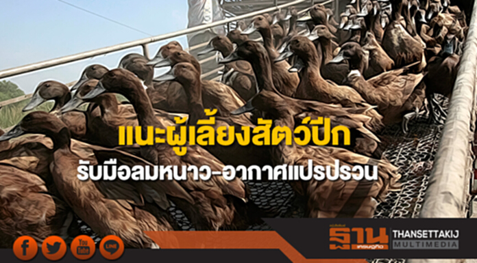 ปศุสัตว์แนะเกษตรกรผู้เลี้ยงสัตว์ปีกรับมือลมหนาว-อากาศแปรปรวน ปศุสัตว์แนะเกษตรกรผู้เลี้ยงสัตว์ปีกรับมือลมหนาว-อากาศแปรปรวน