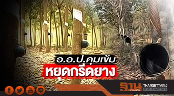 อ.อ.ป.คุมเข้มหยุดกรีดยาง สหภาพฯกยท.ร้องชดเชย อ.อ.ป.คุมเข้มหยุดกรีดยาง สหภาพฯกยท.ร้องชดเชย
