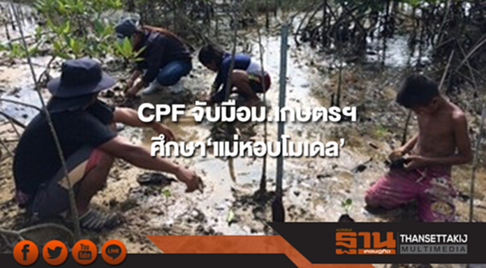 CPF จับมือม.เกษตรฯศึกษา‘แม่หอบโมเดล’เพิ่มความหลากหลายทางชีวภาพ CPF จับมือม.เกษตรฯศึกษา‘แม่หอบโมเดล’เพิ่มความหลากหลายทางชีวภาพ