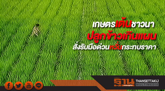 เกษตรเต้นชาวนาปลูกข้าวเกินแผนสั่งรับมือด่วนหวั่นกระทบราคา เกษตรเต้นชาวนาปลูกข้าวเกินแผนสั่งรับมือด่วนหวั่นกระทบราคา