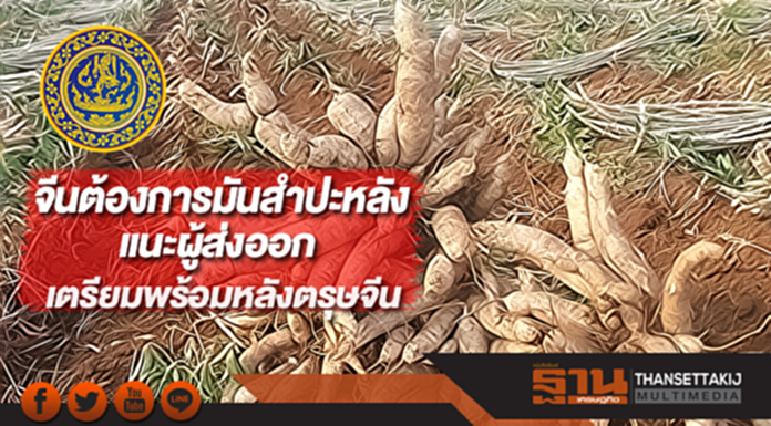 พาณิชย์ย้ำจีนต้องการมันสำปะหลังแนะผู้ส่งออกเตรียมพร้อมหลังตรุษจีน พาณิชย์ย้ำจีนต้องการมันสำปะหลังแนะผู้ส่งออกเตรียมพร้อมหลังตรุษจีน