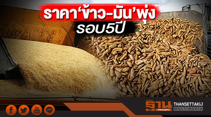 ราคา‘ข้าว-มัน’พุ่งรอบ5ปี ชาวนายิ้มแม้ถูกกดความชื้น-คาดมะลิยืน1.6-1.7หมื่น/ตัน ราคา‘ข้าว-มัน’พุ่งรอบ5ปี ชาวนายิ้มแม้ถูกกดความชื้น-คาดมะลิยืน1.6-1.7หมื่น/ตัน