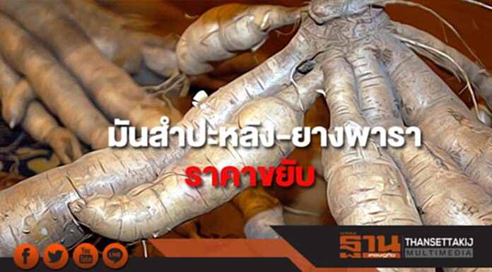 เจาะทิศทางสินค้าเกษตรไตรมาสแรก มันสำปะหลัง-ยางพาราราคาขยับ เจาะทิศทางสินค้าเกษตรไตรมาสแรก มันสำปะหลัง-ยางพาราราคาขยับ
