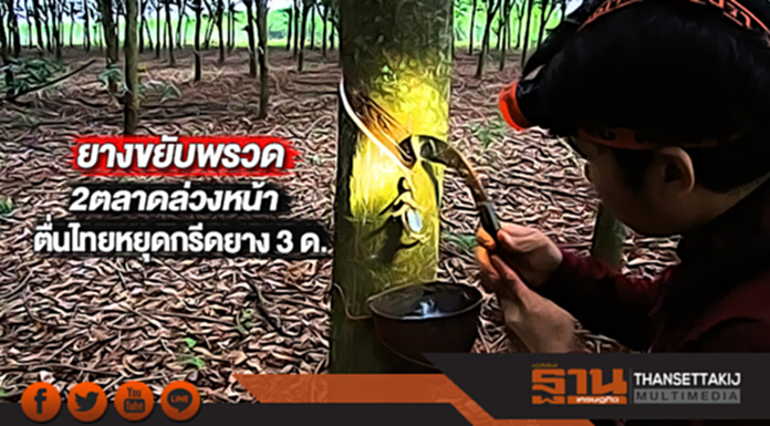 ยางขยับพรวด2ตลาดล่วงหน้าตื่นไทยหยุดกรีดยาง 3 เดือน ยางขยับพรวด2ตลาดล่วงหน้าตื่นไทยหยุดกรีดยาง 3 เดือน