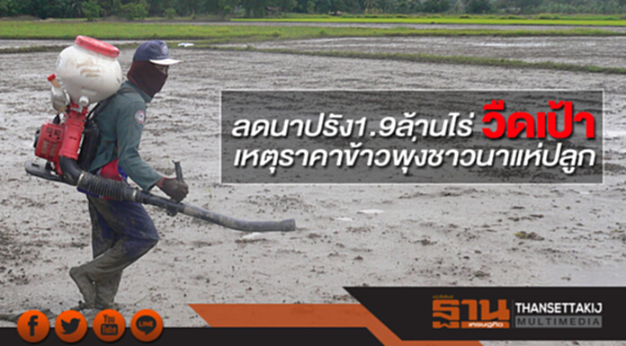 ลดนาปรัง1.9ล้านไร่วืดเป้า เหตุราคาข้าวพุ่งชาวนาแห่ปลูก - 4 แพ็กเกจรัฐไม่จูงใจ ลดนาปรัง1.9ล้านไร่วืดเป้า เหตุราคาข้าวพุ่งชาวนาแห่ปลูก - 4 แพ็กเกจรัฐไม่จูงใจ