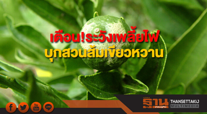 กรมวิชาการเกษตร เตือน!ระวังเพลี้ยไฟบุกสวนส้มเขียวหวาน กรมวิชาการเกษตร เตือน!ระวังเพลี้ยไฟบุกสวนส้มเขียวหวาน