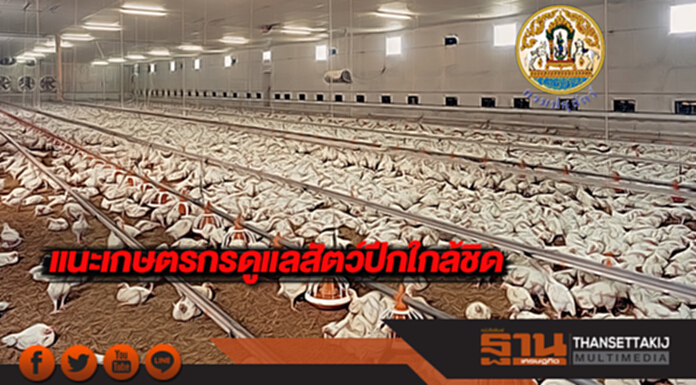 กรมปศุสัตว์ แนะเกษตรกรดูแลสัตว์ปีกใกล้ชิด กรมปศุสัตว์ แนะเกษตรกรดูแลสัตว์ปีกใกล้ชิด