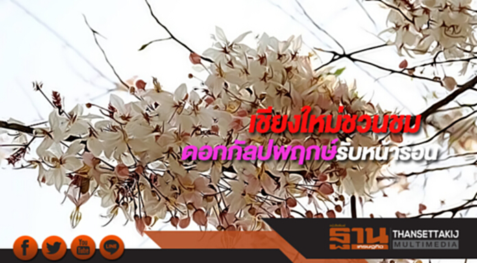 เชียงใหม่ชวนชมดอกกัลปพฤกษ์รับหน้าร้อน เชียงใหม่ชวนชมดอกกัลปพฤกษ์รับหน้าร้อน
