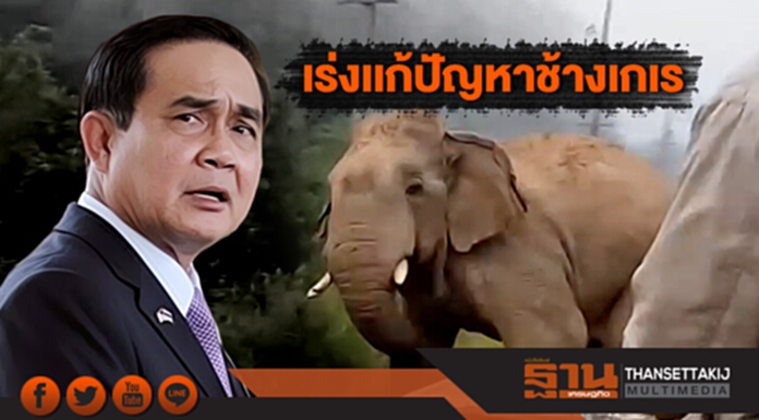 นายกฯเผยกำลังเร่งเเก้ปัญหาช้างเกเร นายกฯเผยกำลังเร่งเเก้ปัญหาช้างเกเร