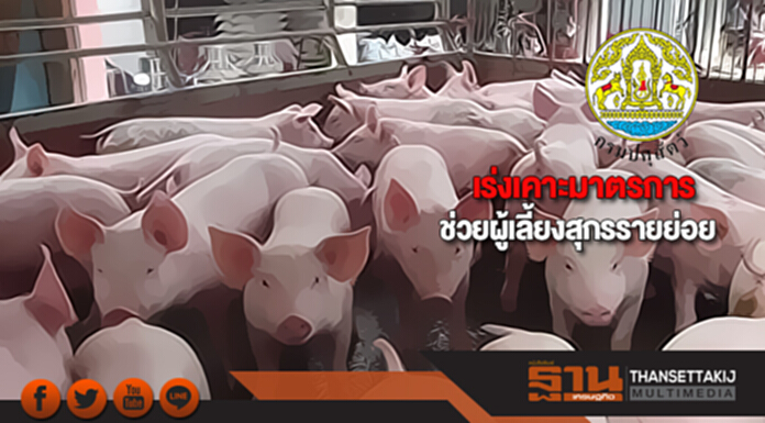 กรมปศุสัตว์เร่งเคาะมาตรการช่วยผู้เลี้ยงสุกรรายย่อย กรมปศุสัตว์เร่งเคาะมาตรการช่วยผู้เลี้ยงสุกรรายย่อย