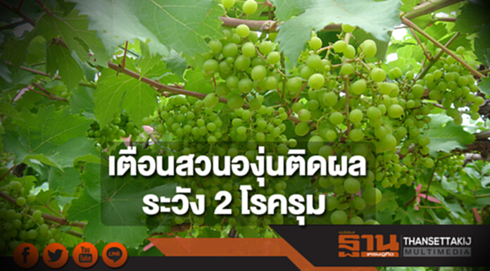 เตือนสวนองุ่นติดผลให้ระวัง 2 โรครุม เตือนสวนองุ่นติดผลให้ระวัง 2 โรครุม