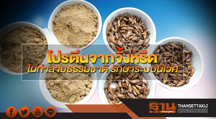 โปรตีนจากจิ้งหรีด ไม่ทำลายธรรมชาติ รักษาระบบนิเวศ โปรตีนจากจิ้งหรีด ไม่ทำลายธรรมชาติ รักษาระบบนิเวศ