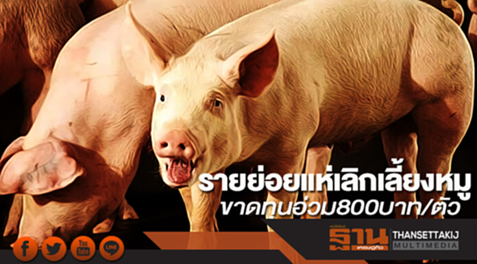 รายย่อยแห่เลิกเลี้ยงหมู ขาดทุนอ่วม 800 บาท/ตัว รายย่อยแห่เลิกเลี้ยงหมู ขาดทุนอ่วม 800 บาท/ตัว
