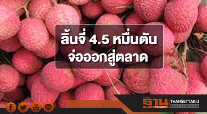 ลิ้นจี่ 4.5 หมื่นตันจ่อออกสู่ตลาด ลิ้นจี่ 4.5 หมื่นตันจ่อออกสู่ตลาด