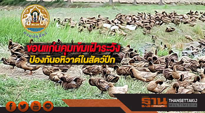 ขอนแก่นคุมเข้มเฝ้าระวังป้องกันอหิวาต์ในสัตว์ปีก ขอนแก่นคุมเข้มเฝ้าระวังป้องกันอหิวาต์ในสัตว์ปีก