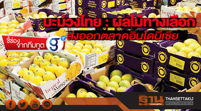 มะม่วงไทย : ผลไม้ทางเลือก ส่งออกตลาดอินโดนีเซีย มะม่วงไทย : ผลไม้ทางเลือก ส่งออกตลาดอินโดนีเซีย