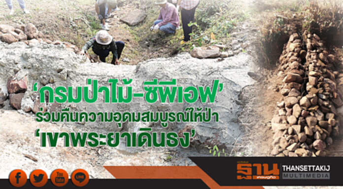 'กรมป่าไม้-ซีพีเอฟ' ร่วมคืนความอุดมสมบูรณ์ให้ป่า 'เขาพระยาเดินธง' 'กรมป่าไม้-ซีพีเอฟ' ร่วมคืนความอุดมสมบูรณ์ให้ป่า 'เขาพระยาเดินธง'