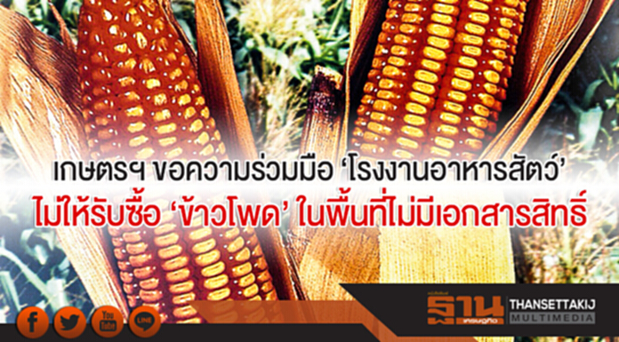 เกษตรฯ ขอความร่วมมือ 'โรงงานอาหารสัตว์' ไม่ให้รับซื้อ 'ข้าวโพด' ในพื้นที่ไม่มีเอกสารสิทธิ์ เกษตรฯ ขอความร่วมมือ 'โรงงานอาหารสัตว์' ไม่ให้รับซื้อ 'ข้าวโพด' ในพื้นที่ไม่มีเอกสารสิทธิ์