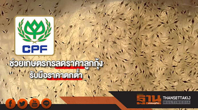 ซีพีเอฟช่วยเกษตรกรลดราคาลูกกุ้ง รับมือราคาตกต่ำ ซีพีเอฟช่วยเกษตรกรลดราคาลูกกุ้ง รับมือราคาตกต่ำ