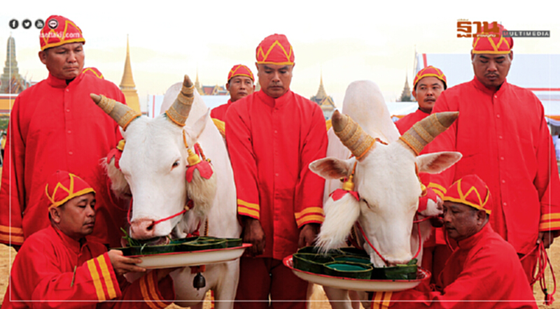 พิธีพระนังคัลแรกนาขวัญ ปี 61… พระโคกินน้ำ หญ้า เหล้า น้ำท่าบริบูรณ์พอสมควร คมนาคมสะดวกขึ้น ศก.รุ่งเรือง พิธีพระนังคัลแรกนาขวัญ ปี 61… พระโคกินน้ำ หญ้า เหล้า น้ำท่าบริบูรณ์พอสมควร คมนาคมสะดวกขึ้น ศก.รุ่งเรือง