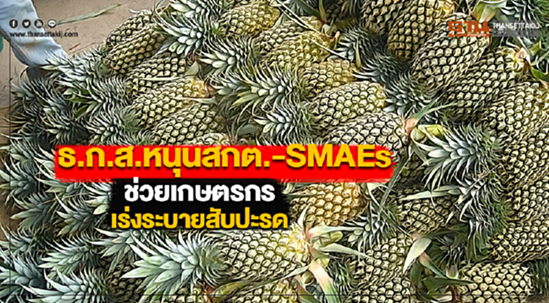 ธ.ก.ส.หนุนสกต.-SMAEsช่วยเกษตรกรเร่งระบายสับปะรด ธ.ก.ส.หนุนสกต.-SMAEsช่วยเกษตรกรเร่งระบายสับปะรด
