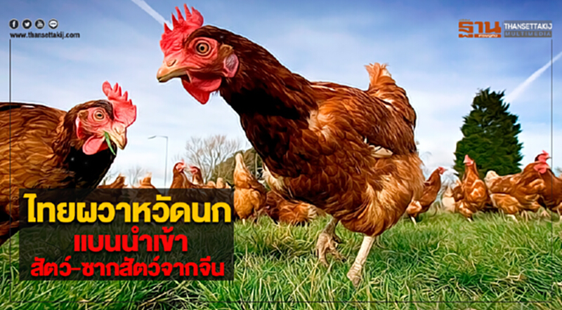 ไทยผวาหวัดนกแบนนำเข้าสัตว์-ซากสัตว์จากจีน ไทยผวาหวัดนกแบนนำเข้าสัตว์-ซากสัตว์จากจีน