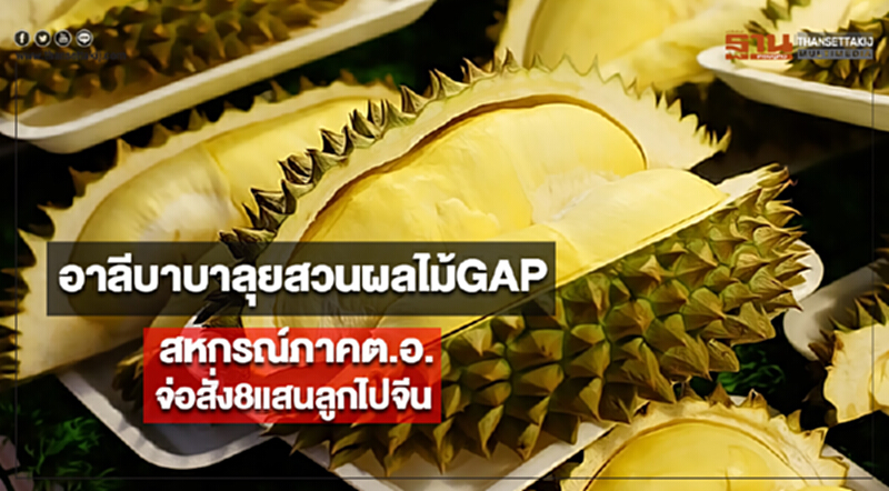 อาลีบาบาลุยสวนผลไม้ GAPสหกรณ์ภาคต.อ.จ่อสั่ง8แสนลูกไปจีน อาลีบาบาลุยสวนผลไม้ GAPสหกรณ์ภาคต.อ.จ่อสั่ง8แสนลูกไปจีน