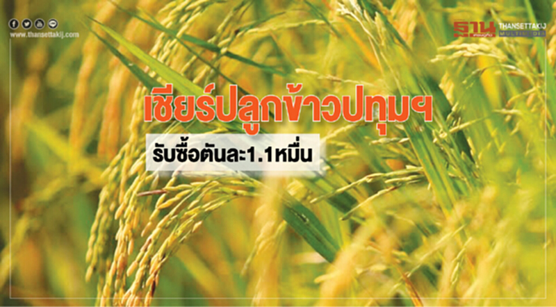 เชียร์ปลูกข้าวปทุมฯ รับซื้อตันละ1.1หมื่น เชียร์ปลูกข้าวปทุมฯ รับซื้อตันละ1.1หมื่น
