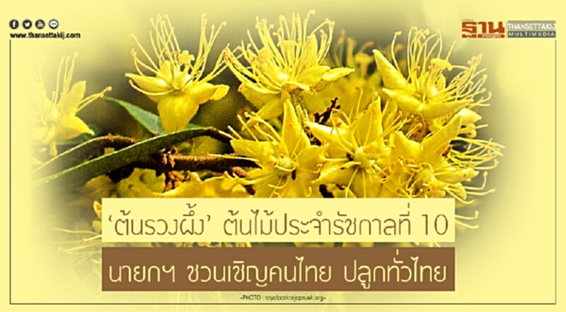 'ต้นรวงผึ้ง' ต้นไม้ประจำรัชกาลที่ 10 ... นายกฯ ชวนเชิญคนไทย ปลูกทั่วไทย 'ต้นรวงผึ้ง' ต้นไม้ประจำรัชกาลที่ 10 ... นายกฯ ชวนเชิญคนไทย ปลูกทั่วไทย