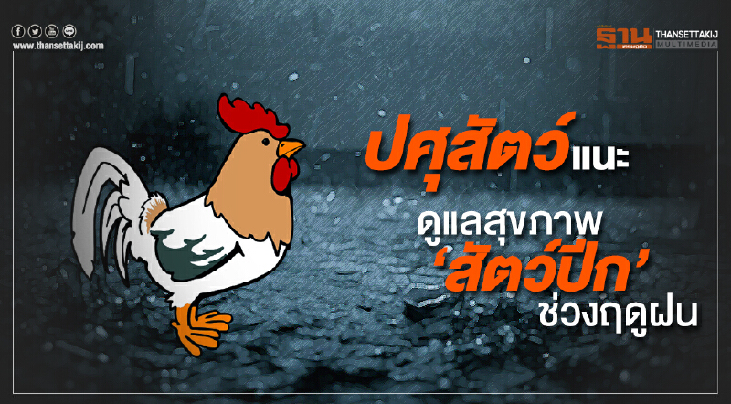 ปศุสัตว์แนะเกษตรกรเน้นดูแลสุขภาพสัตว์ปีกช่วงฤดูฝน