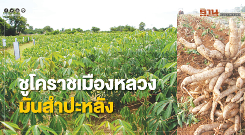 ชูโคราชเมืองหลวงมันสำปะหลัง เร่งเสริมเทคโนโลยี-นวัตกรรม ชูโคราชเมืองหลวงมันสำปะหลัง เร่งเสริมเทคโนโลยี-นวัตกรรม