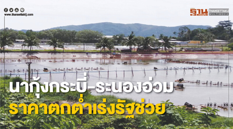 นากุ้งกระบี่-ระนองอ่วมราคาตกตํ่าเร่งรัฐช่วย นากุ้งกระบี่-ระนองอ่วมราคาตกตํ่าเร่งรัฐช่วย