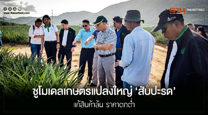 ชูโมเดลเกษตรแปลงใหญ่ 'สับปะรด' แก้สินค้าล้น ราคาตกต่ำ ชูโมเดลเกษตรแปลงใหญ่ 'สับปะรด' แก้สินค้าล้น ราคาตกต่ำ