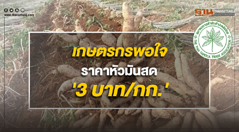 'ส.มันสำปะหลังไทย' เผย เกษตรกรพอใจราคาหัวมันสดสูงถึง 'กก. ละ 3 บาท' 'ส.มันสำปะหลังไทย' เผย เกษตรกรพอใจราคาหัวมันสดสูงถึง 'กก. ละ 3 บาท'
