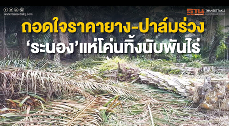 ถอดใจราคายาง-ปาล์มร่วง ‘ระนอง’แห่โค่นทิ้งนับพันไร่ ถอดใจราคายาง-ปาล์มร่วง ‘ระนอง’แห่โค่นทิ้งนับพันไร่
