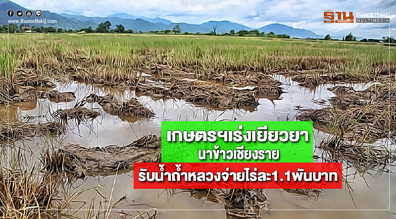 เกษตรฯเร่งเยียวยานาข้าวเชียงรายรับน้ำถ้ำหลวงจ่ายไร่ละ1.1พันบาท เกษตรฯเร่งเยียวยานาข้าวเชียงรายรับน้ำถ้ำหลวงจ่ายไร่ละ1.1พันบาท