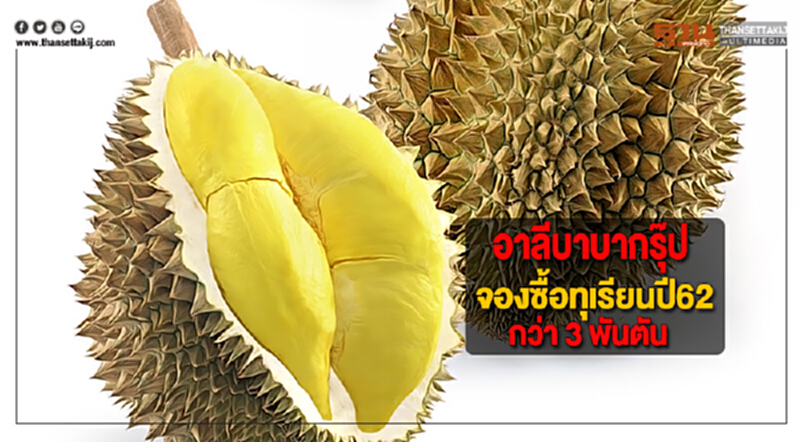 อาลีบาบากรุ๊ปจองซื้อทุเรียนปี62กว่า 3 พันตัน อาลีบาบากรุ๊ปจองซื้อทุเรียนปี62กว่า 3 พันตัน