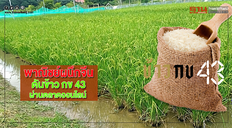 พาณิชย์ผนึกจีนดันข้าว กข 43 ผ่านตลาดออนไลน์ พาณิชย์ผนึกจีนดันข้าว กข 43 ผ่านตลาดออนไลน์