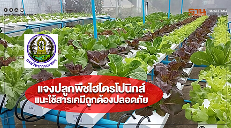กรมวิชาการเกษตรแจงปลูกพืชไฮโดรโปนิกส์แนะใช้สารเคมีถูกต้องปลอดภัย กรมวิชาการเกษตรแจงปลูกพืชไฮโดรโปนิกส์แนะใช้สารเคมีถูกต้องปลอดภัย