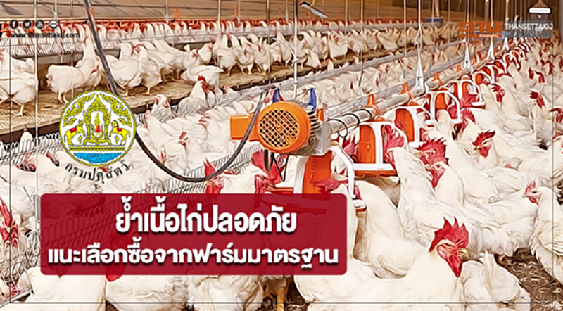 กรมปศุสัตว์ย้ำเนื้อไก่ปลอดภัยแนะเลือกซื้อจากฟาร์มมาตรฐาน กรมปศุสัตว์ย้ำเนื้อไก่ปลอดภัยแนะเลือกซื้อจากฟาร์มมาตรฐาน