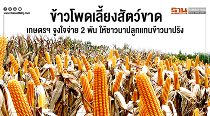 ข้าวโพดเลี้ยงสัตว์ขาด! เกษตรฯ จูงใจจ่าย 2 พัน ให้ชาวนาปลูกแทนข้าวนาปรัง ข้าวโพดเลี้ยงสัตว์ขาด! เกษตรฯ จูงใจจ่าย 2 พัน ให้ชาวนาปลูกแทนข้าวนาปรัง