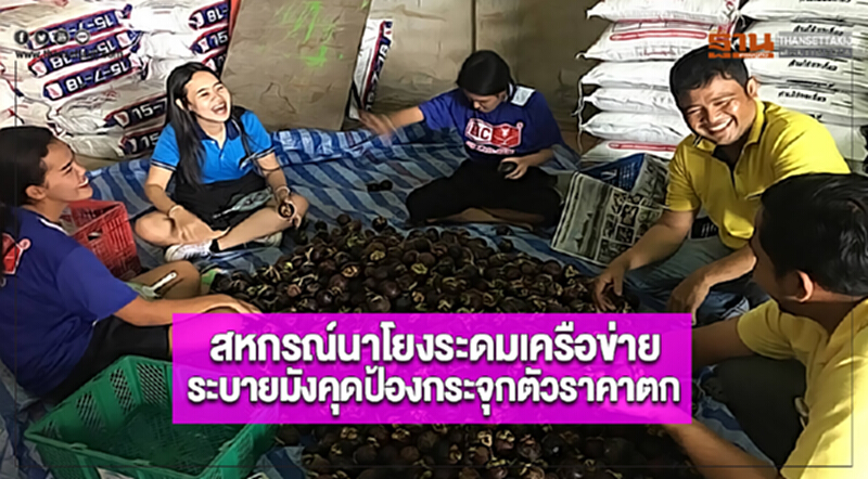 สหกรณ์นาโยง ระดมเครือข่ายระบายมังคุดป้องกระจุกตัวราคาตก สหกรณ์นาโยง ระดมเครือข่ายระบายมังคุดป้องกระจุกตัวราคาตก