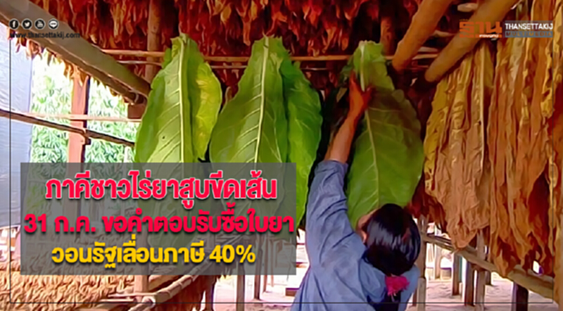 ภาคีชาวไร่ยาสูบขีดเส้น 31 ก.ค.ขอคำตอบยสท.รับซื้อใบยาวอนรัฐเลื่อนภาษี 40% ภาคีชาวไร่ยาสูบขีดเส้น 31 ก.ค.ขอคำตอบยสท.รับซื้อใบยาวอนรัฐเลื่อนภาษี 40%