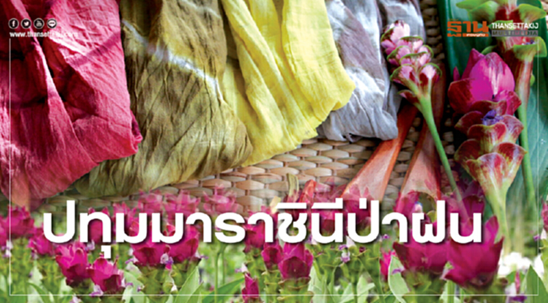 ปทุมมาราชินีป่าฝน ชมดอกกระเจียวบานสะพรั่ง ที่ เพ-ลา เพลิน ปทุมมาราชินีป่าฝน ชมดอกกระเจียวบานสะพรั่ง ที่ เพ-ลา เพลิน