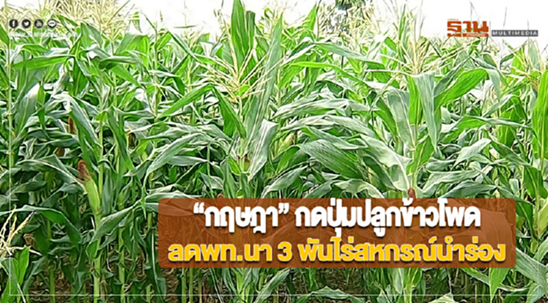 “กฤษฎา” กดปุ่มปลูกข้าวโพดลดพท.นา 3 พันไร่สหกรณ์นำร่อง “กฤษฎา” กดปุ่มปลูกข้าวโพดลดพท.นา 3 พันไร่สหกรณ์นำร่อง