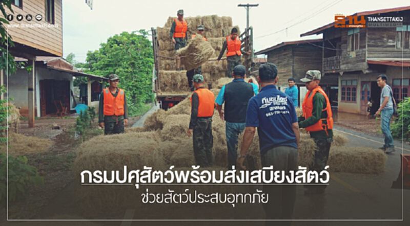 กรมปศุสัตว์พร้อมส่งเสบียงสัตว์ ช่วยสัตว์ประสบอุทกภัย กรมปศุสัตว์พร้อมส่งเสบียงสัตว์ ช่วยสัตว์ประสบอุทกภัย
